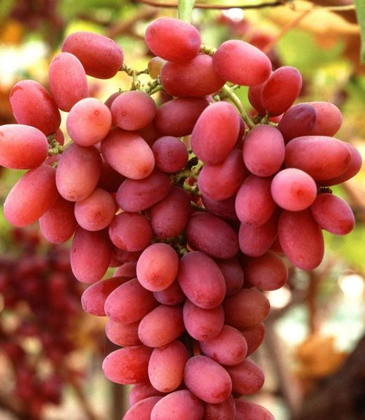 Vitis vinifera 'Uva Crimson'